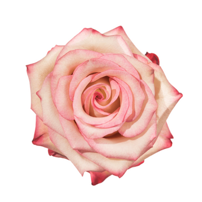 Hot Pink and White
