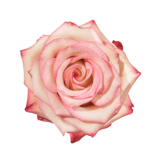 Hot Pink and White