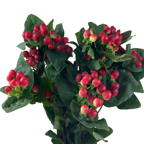 Hypericum Red – Wholesale Fresh Flowers for Weddings | Eki Flowers