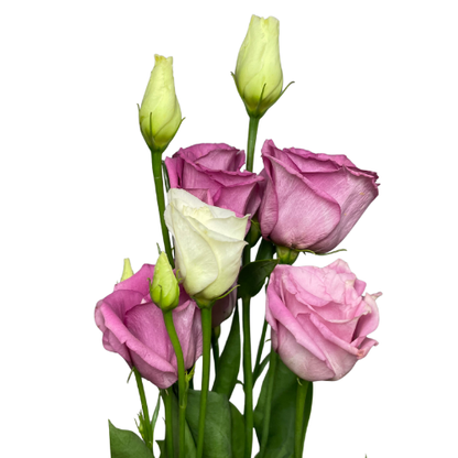 Lisianthus Double Pink