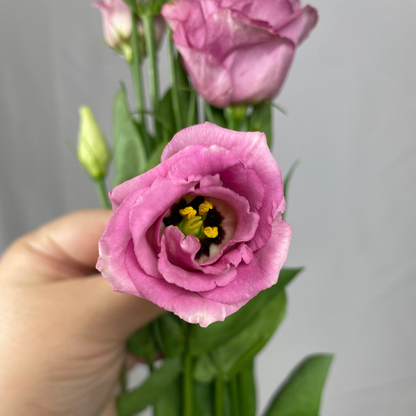 Lisianthus Double Pink