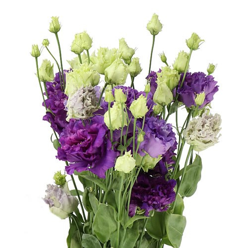 Lisianthus Single Purple