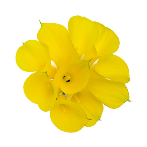 Calla Minicalla Yellow