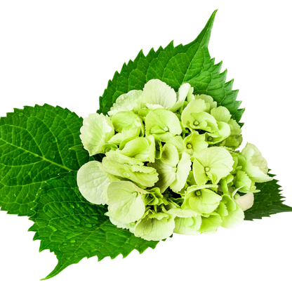 Mini Green Hydrangea