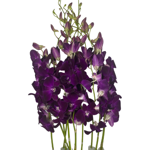 Orchid Dendrobium Purple