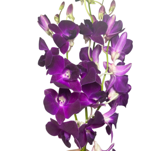Orchid Dendrobium Purple