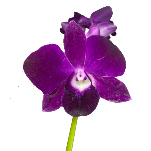 Orchid Dendrobium Purple