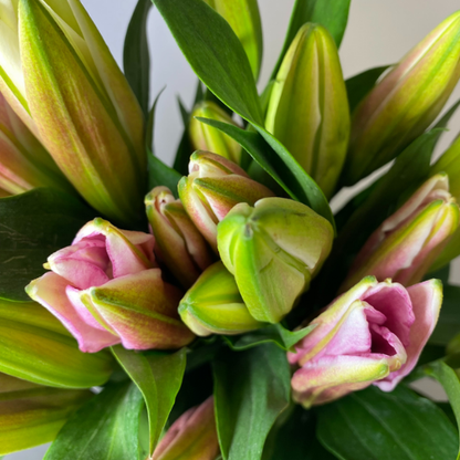 Lilly Oriental Light Pink