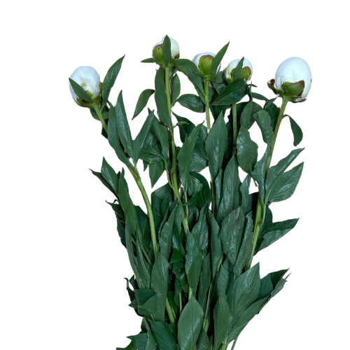 Peonies White