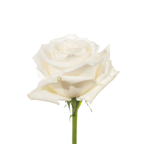 Rose Playa Blanca White