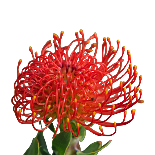 Tropical Protea Pincushion Orange