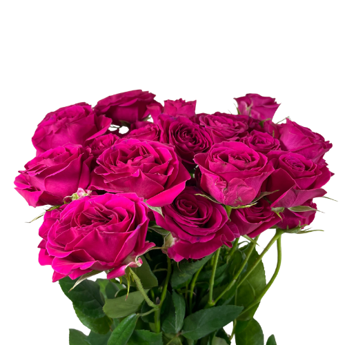 Spray Roses Hot Pink