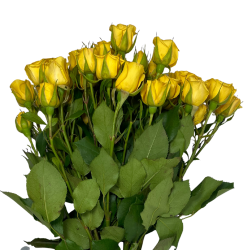 Spray Rose Yellow