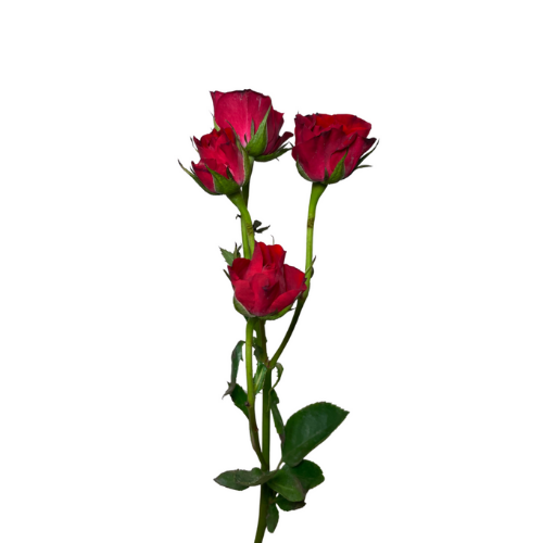 Spray Roses Red