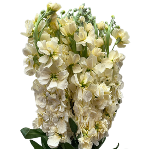 Stock Cream