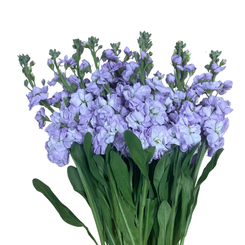 Stock Lavender