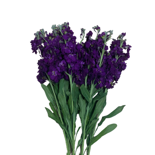 Stock Purple