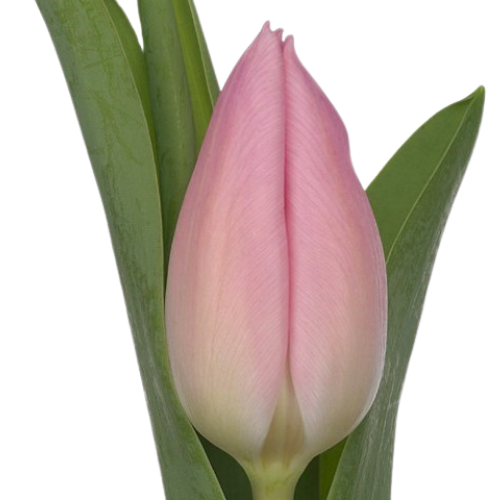 Tulips Lavender Box 15