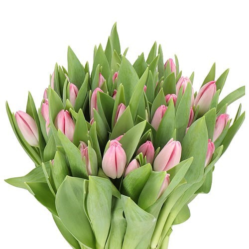 Tulips Pink