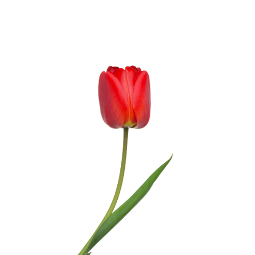 Tulip Red
