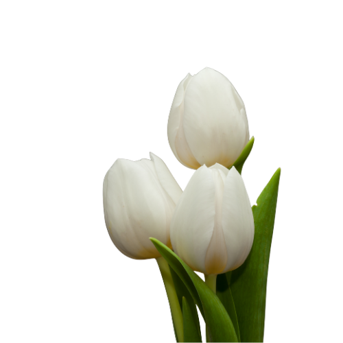 Tulips White