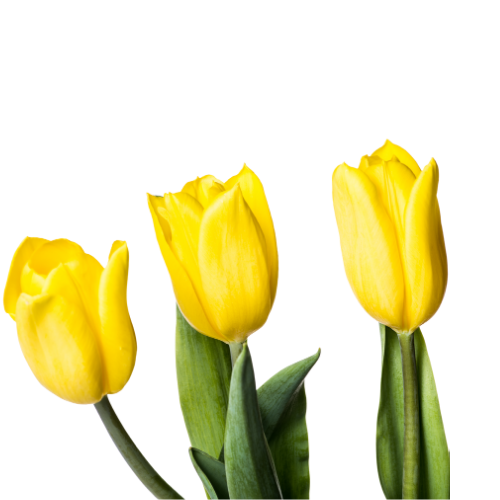 Tulips Yellow