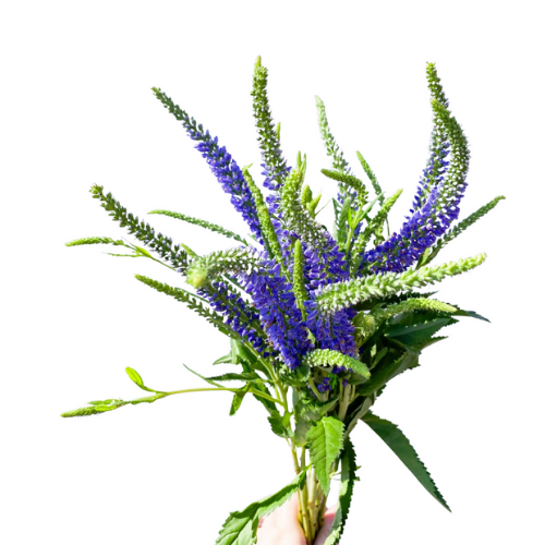 Veronica Purple