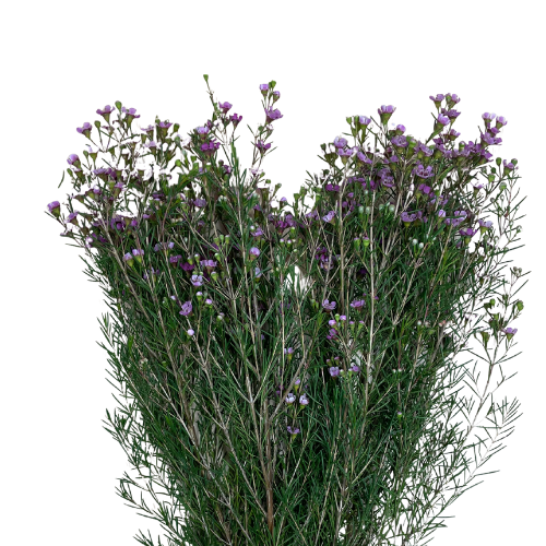 Waxflower Pink
