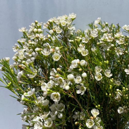 Waxflower White