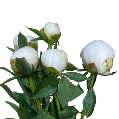 Peonies White
